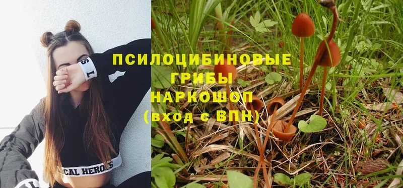 Псилоцибиновые грибы Psilocybe  Вязники 